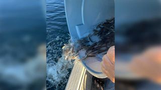 Gore Bay hatchery stocks 7,954 walleye fry