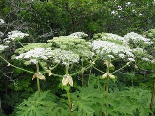 Nature Conservancy of Canada urging people to report sightings of giant hogweed
