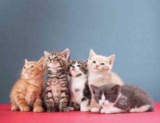 Writer enjoys Pet Save Manitoulin stories