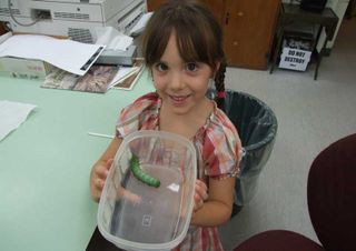 Dr. Shorthouse sets caterpiller record straight