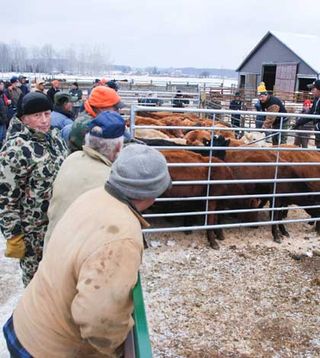 VIDEO–Manitoulin Cattle Sale