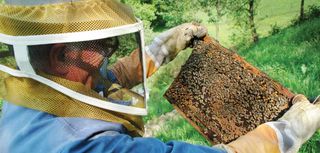 Government to compensate for bee losses