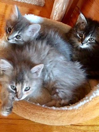 Up For Adoption – Luna, Leo & Jinx