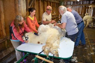 It’s alpaca shearing time at Lobo Loco Alpaca Farm