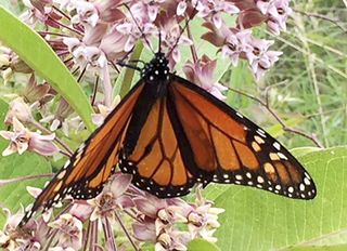 Monarchs celebrated at Batman’s Bugfest