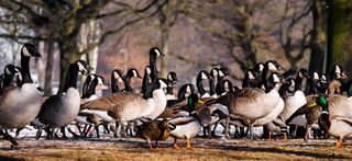 Goose hunters’, farmers’ input sought