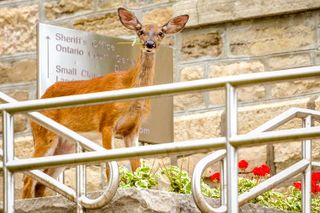 Gore Bay resident seeks 91���˵��� deer cull deer on property
