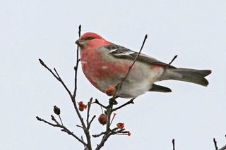 Gore Bay bird count weather was ideal