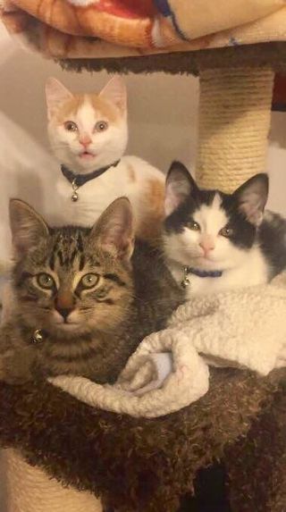 Curtis, Daryl and Marshmallow are ready for their new homes