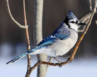Gore Bay Christmas bird count reports lower numbers