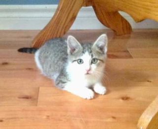 Liam is looking for his forever home