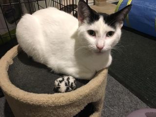Misty is still waiting to be adopted