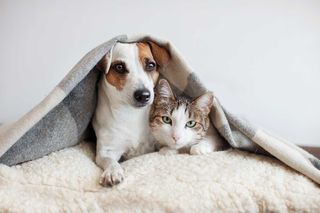 Cold weather tips for pets