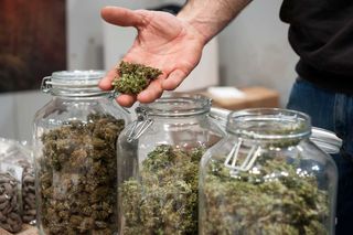 Trial for 91���˵���s unregulated cannabis stores could have larger impacts