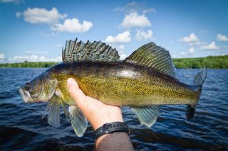 Lake Manitou Association pushes Ministry of Natural Resources and Forestry to plant walleye, not just take species out for other lakes