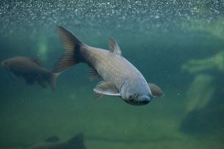 US supports barriers to restrict  Asian carp from Great Lakes