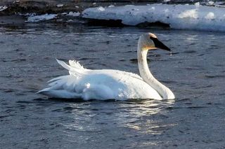 Dedicated birders successfully compile the Gore Bay Christmas Bird Count