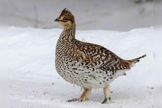 Birding today does not involve shooting as many birds as possible in a side hunt
