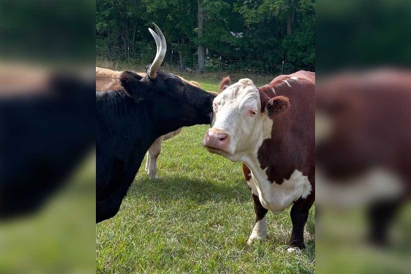 GLO Farm Sanctuary fundraiser for mobile vet unit continues