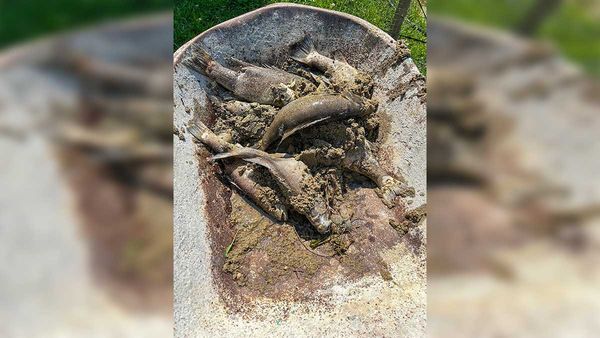 Mass bass die-off in Lake Kagawong cause for concern