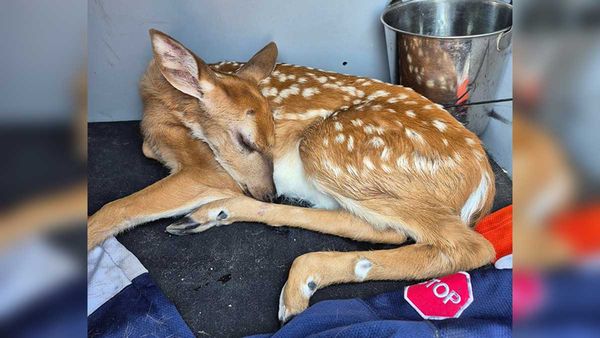 Distressed Fawn on the Mend After Highway Rescue by Manitoulin OPP