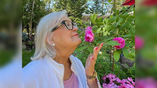 Famous Canadian rose bush grows on Manitoulin Island