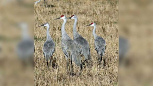 Island Sandhill crane hunt is scheduled for this September 12-25
