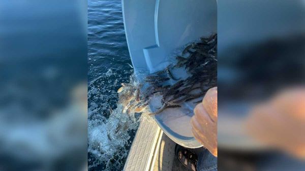 Gore Bay hatchery stocks 7,954 walleye fry