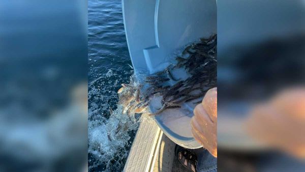 Pictures: Lake Kagawong well-stocked!