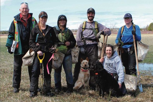 Another 11,500 trees have been planted on the McLaughlin family’s land just outside of Gore Bay. The work took place last wee