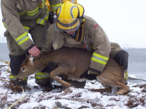 Firefighters rescue stranded fawn