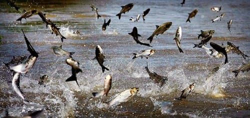 Study shows Asian carp have possibly reached Great Lakes
