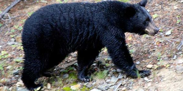 Western Manitoulin community plagued with nuisance bears