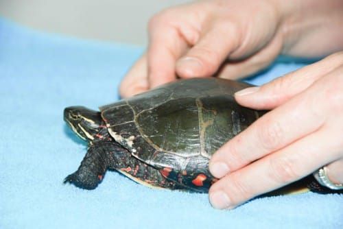 Good Samaritans rescue ‘Turtle No. 73’