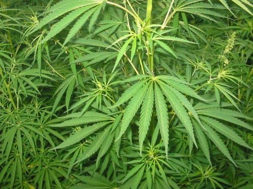 Police seize 131 pounds of marijuana at traffic stop