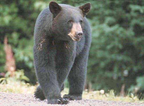 Couple encounters four bears near their Spring Bay home