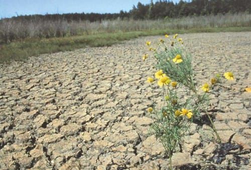 Dry conditions, crop losses threaten livestock cycle