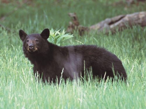 Bear family visits to Little Current spark park closure