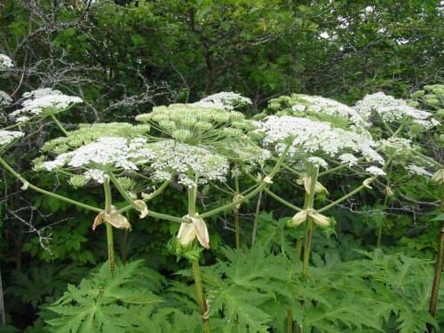 Nature Conservancy of Canada urging people to report sightings of giant hogweed