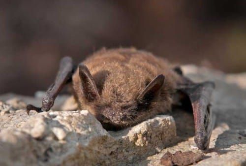 Bat found in Little Current home tests positive for rabies