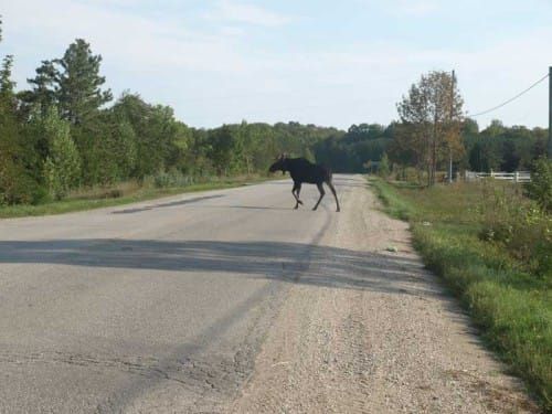 M’Chigeeng writer laments the fate of the moose on the loose