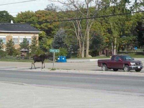 Moose on the Loose