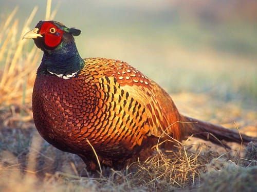 MNR cancels proposed Manitoulin Island wild turkey, pheasant study