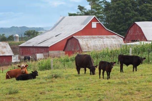 Niche marketing is the solution to prosperous Island farming