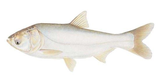 Local reps in support of measures to prevent carp from reaching Ontario