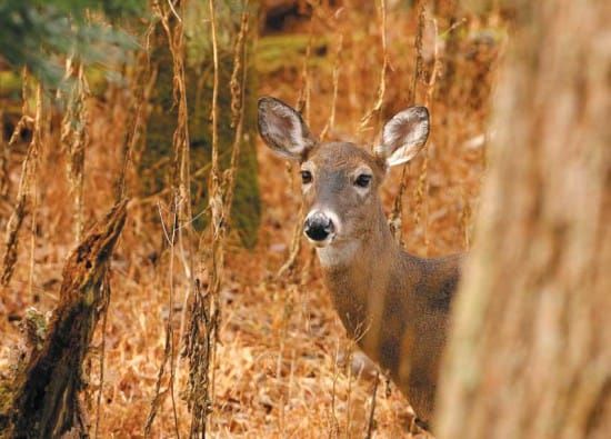 Manitoulin’s Island holiday
