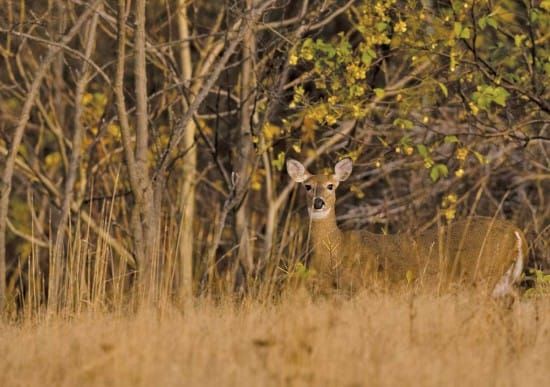 Deer hunter success rate down for Cockburn Island
