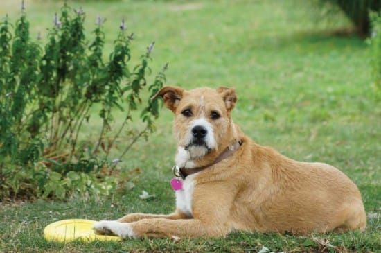 North Shore and Island Kennel Club to hold canine event this Saturday