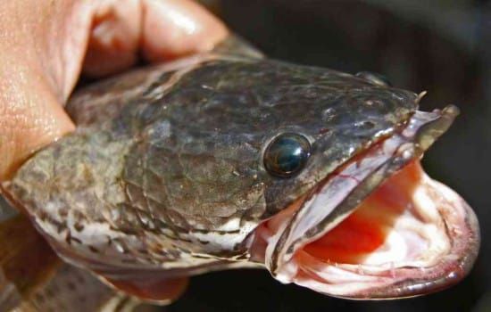 Lake Huron kept safe from dreaded snakehead thanks to arrest