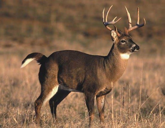 Enforcement Blitz To Continue Throughout Deer Hunt